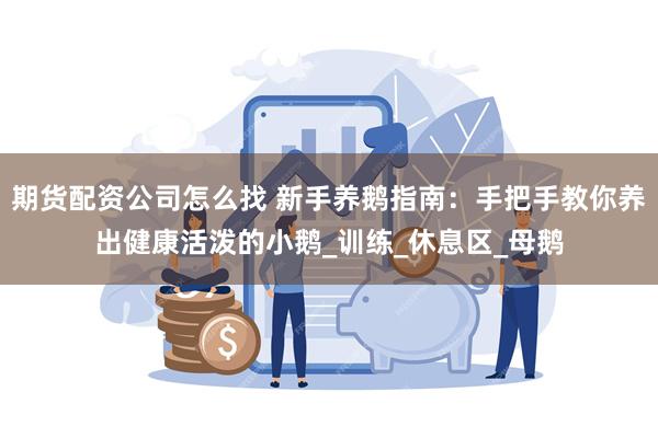 期货配资公司怎么找 新手养鹅指南：手把手教你养出健康活泼的小鹅_训练_休息区_母鹅